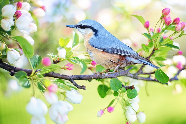 Le langage des oiseaux